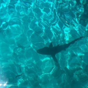 Meet your Posher, Evan